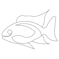 cichlid 002